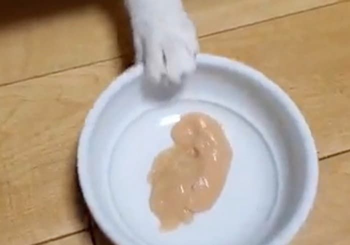 애니멀플래닛