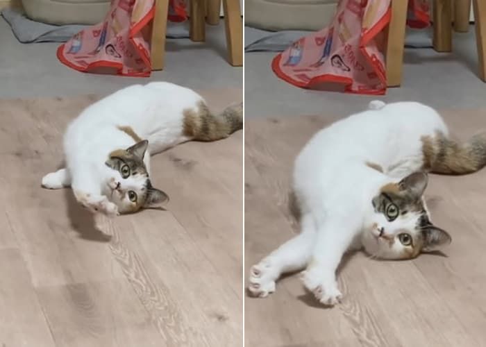 애니멀플래닛