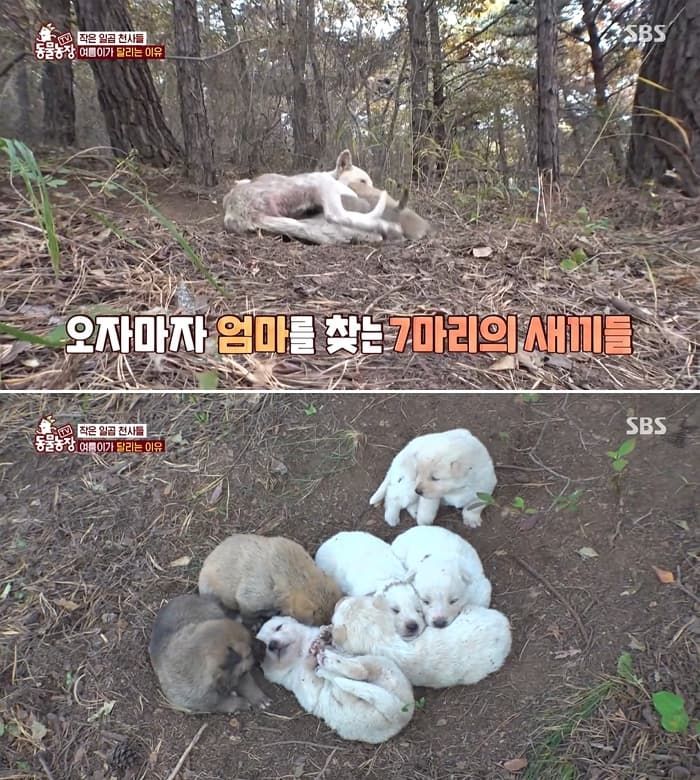 애니멀플래닛