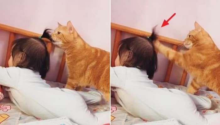 애니멀플래닛