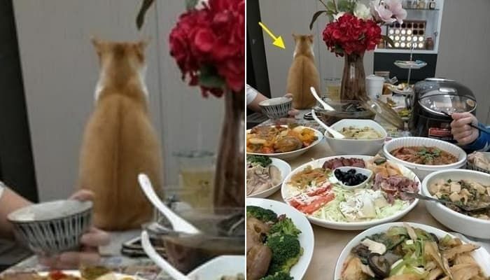 애니멀플래닛