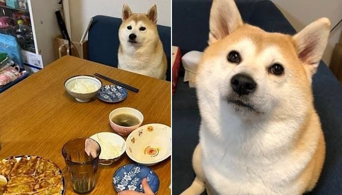 애니멀플래닛