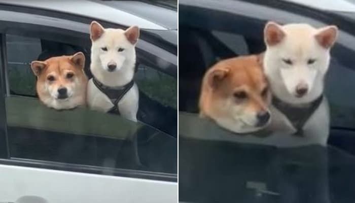 애니멀플래닛