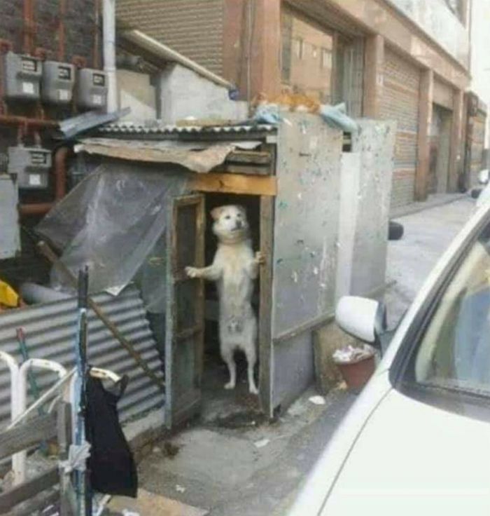 애니멀플래닛