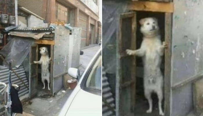 애니멀플래닛