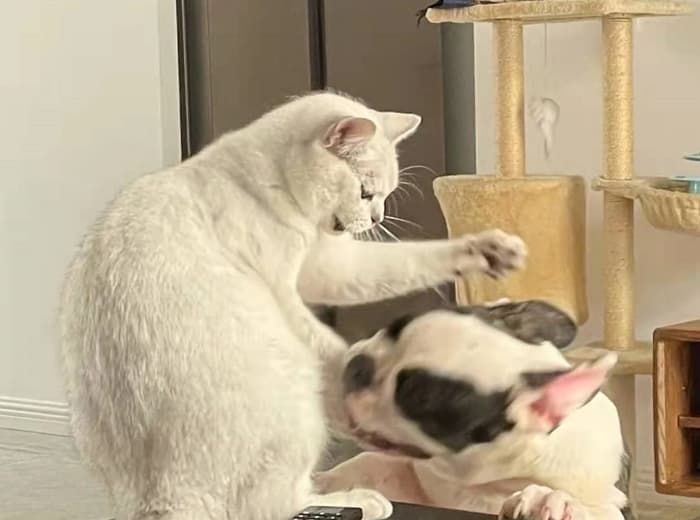 애니멀플래닛
