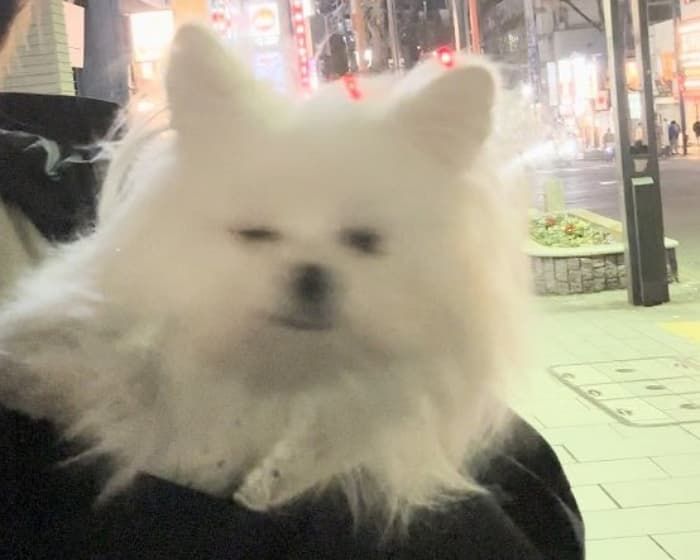 애니멀플래닛