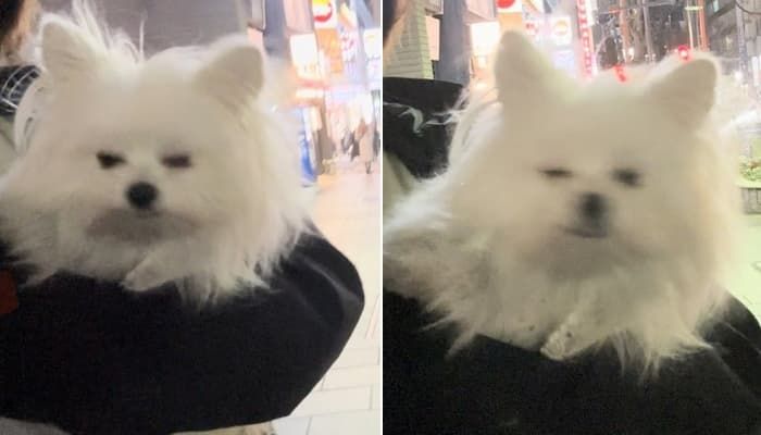 애니멀플래닛