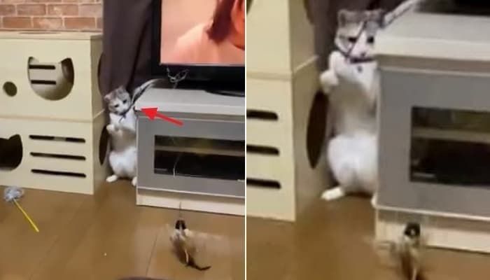 애니멀플래닛