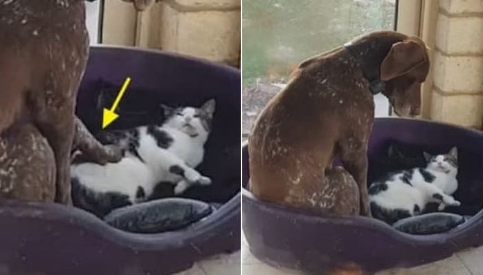 애니멀플래닛