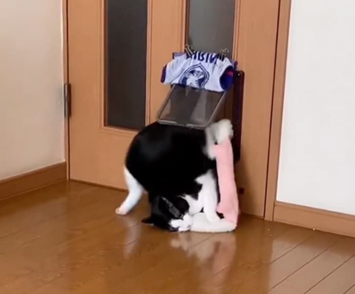 애니멀플래닛