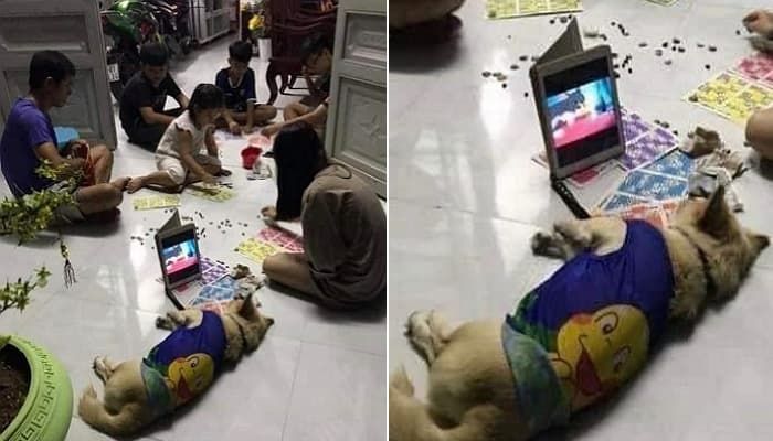 애니멀플래닛