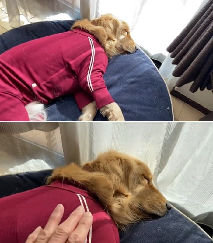 애니멀플래닛
