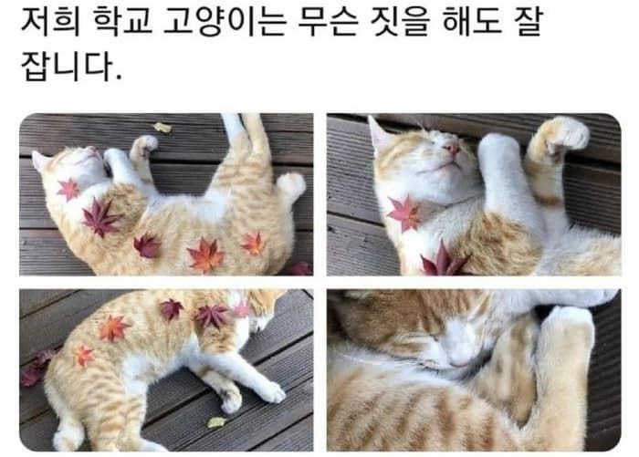 애니멀플래닛