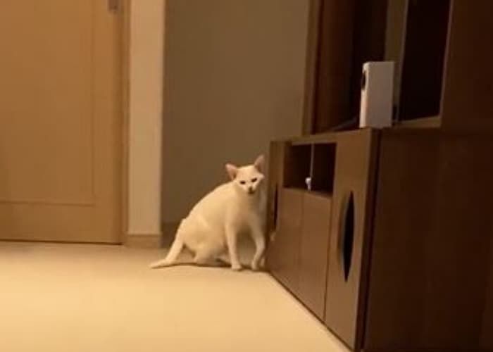 애니멀플래닛