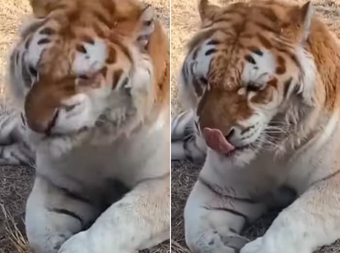 애니멀플래닛
