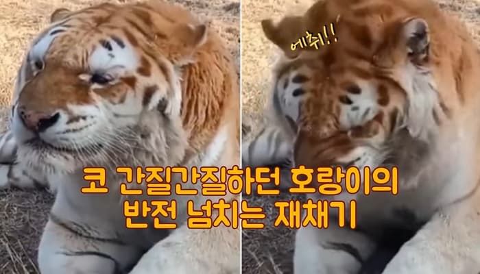 애니멀플래닛