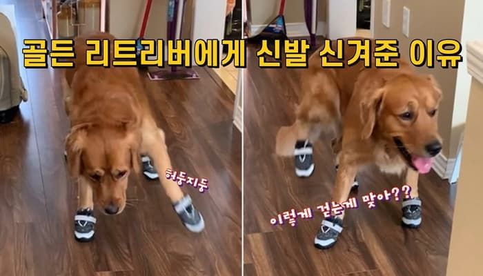 애니멀플래닛