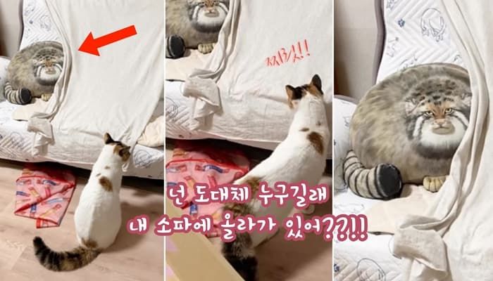 애니멀플래닛