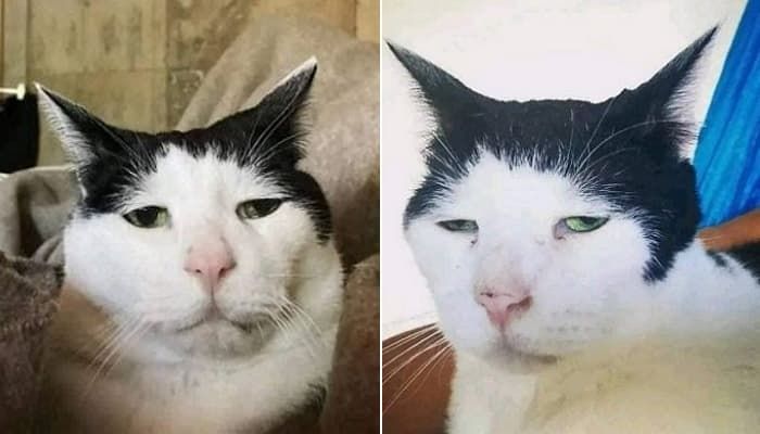 애니멀플래닛