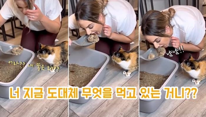 애니멀플래닛