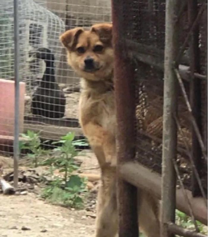 애니멀플래닛