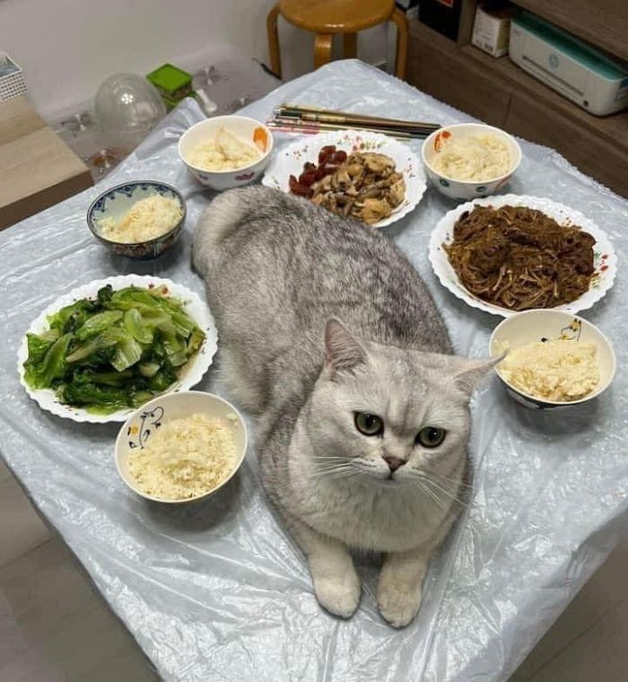 애니멀플래닛