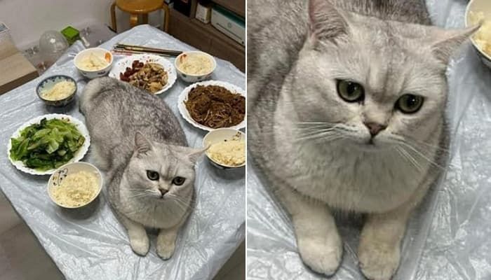 애니멀플래닛