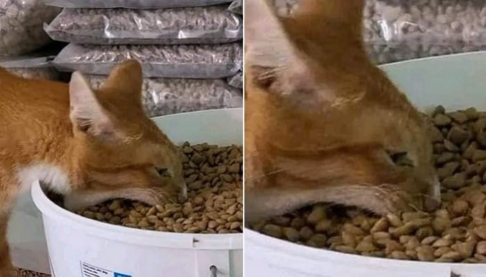 애니멀플래닛