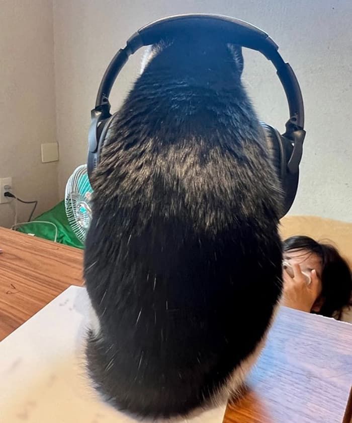 애니멀플래닛