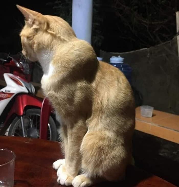 애니멀플래닛