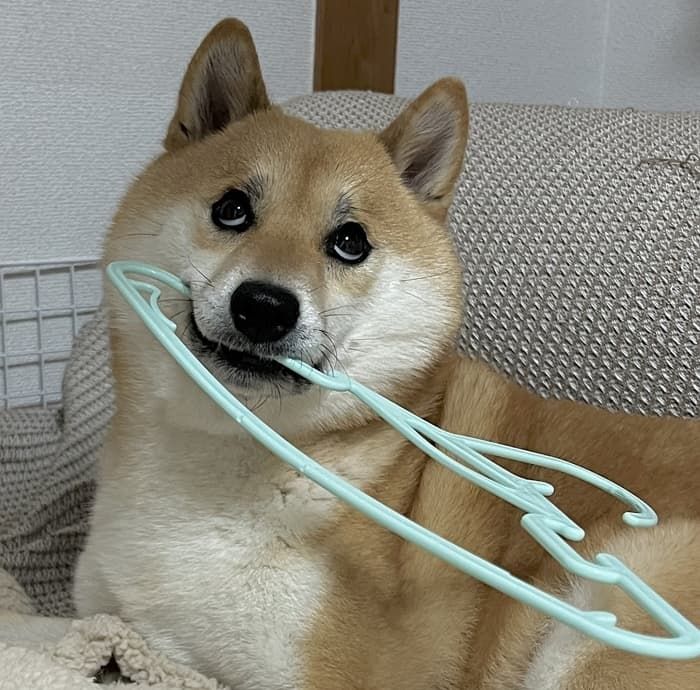 애니멀플래닛