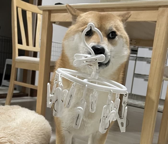 애니멀플래닛