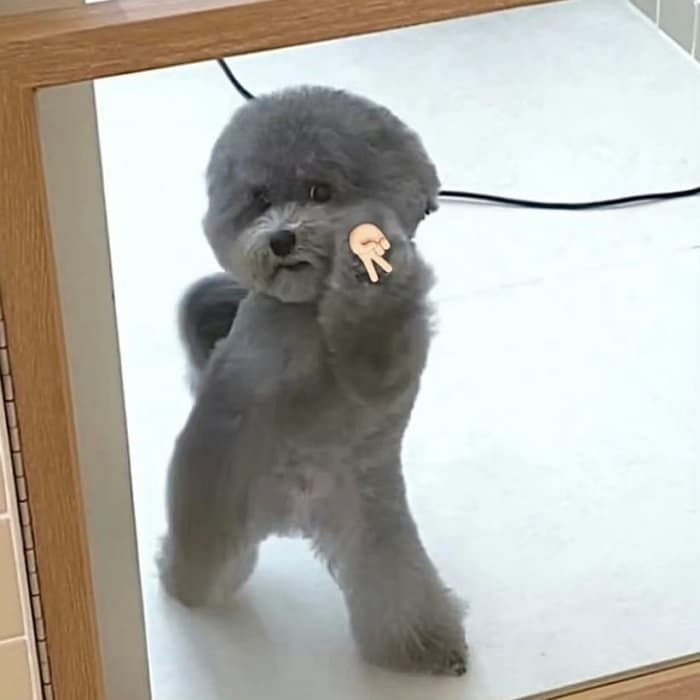 애니멀플래닛