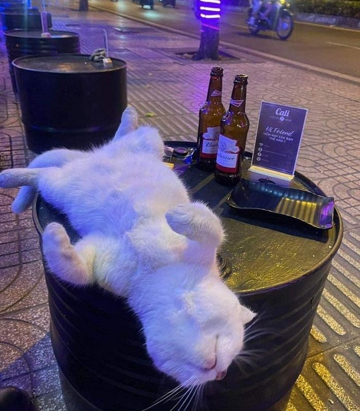 애니멀플래닛