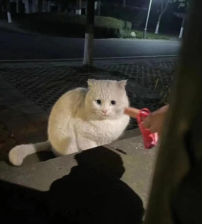 애니멀플래닛