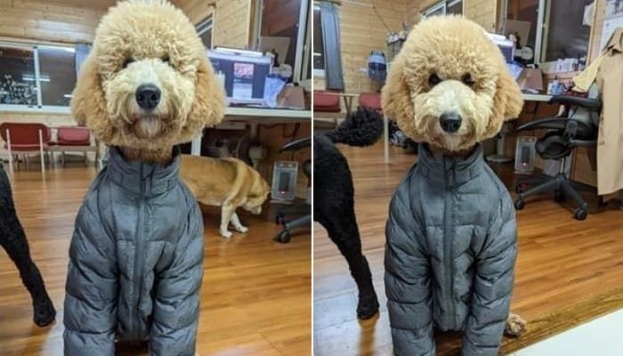 애니멀플래닛