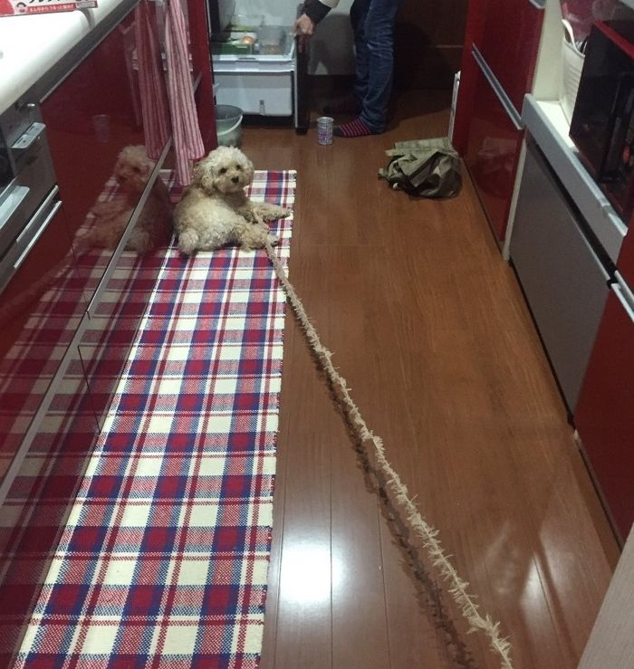 애니멀플래닛