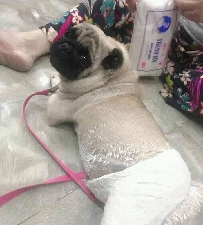 애니멀플래닛