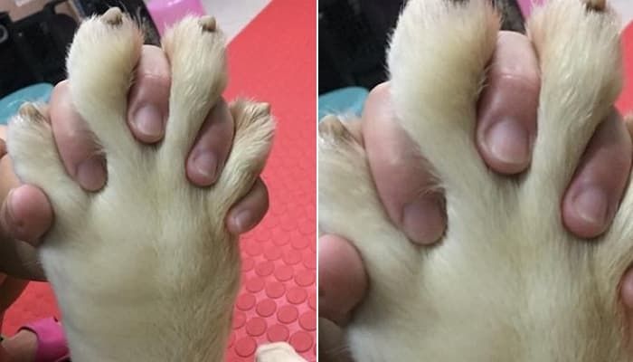 애니멀플래닛