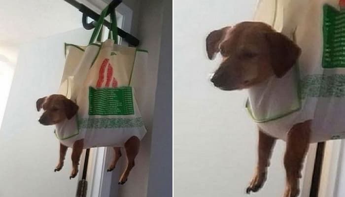 애니멀플래닛