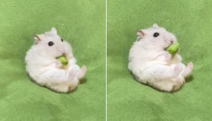애니멀플래닛