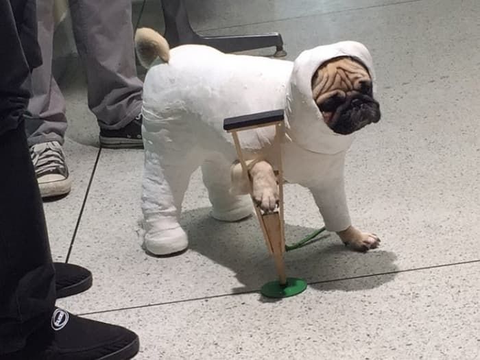 애니멀플래닛