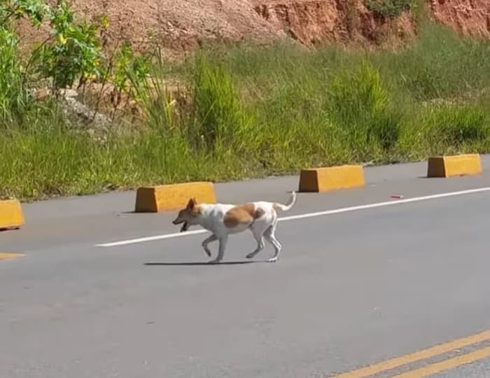 애니멀플래닛