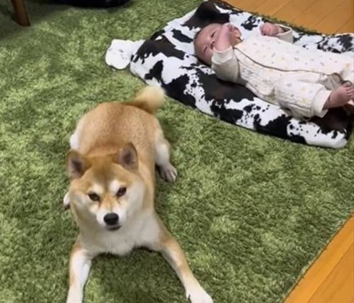 애니멀플래닛