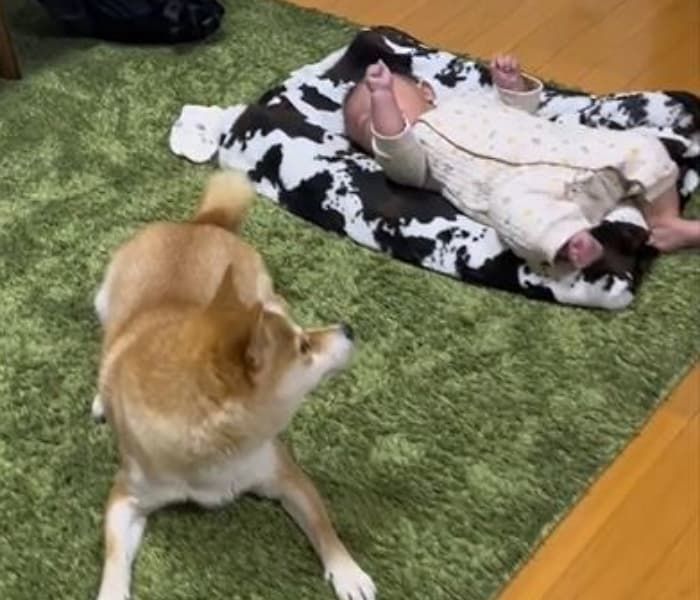 애니멀플래닛