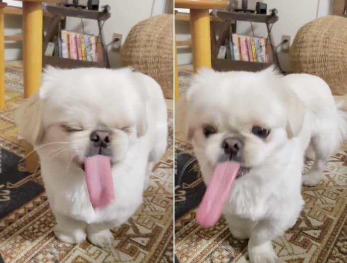 애니멀플래닛