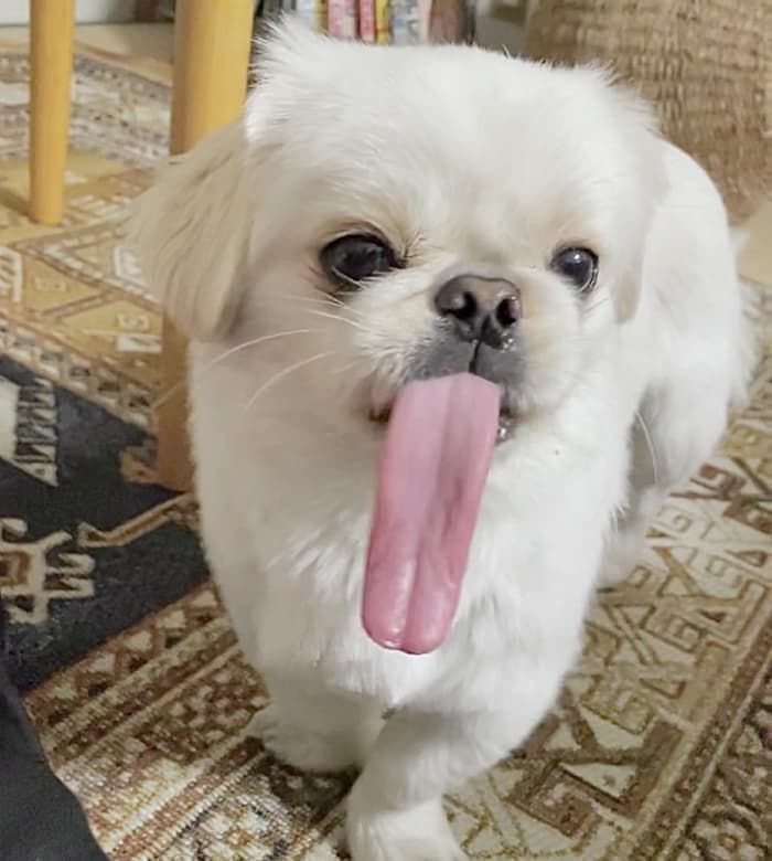 애니멀플래닛