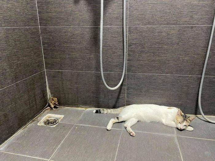 애니멀플래닛