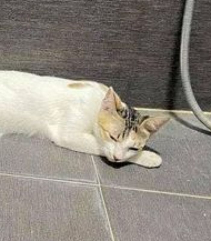 애니멀플래닛